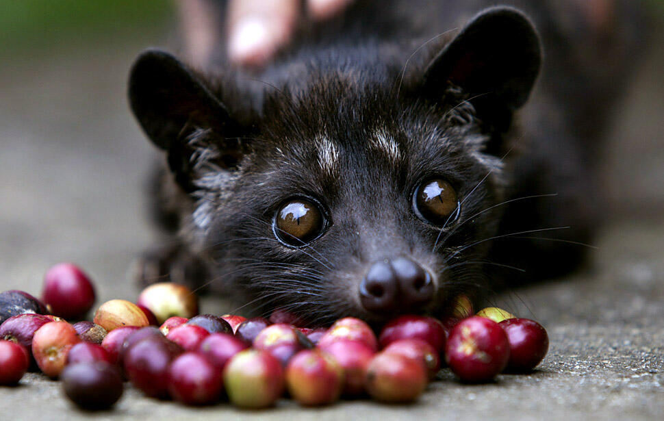 Kopi Mahal dari Kotoran Luwak