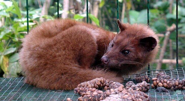 Kopi Mahal dari Kotoran Luwak