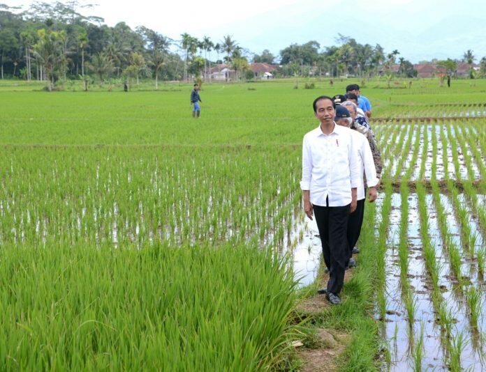 Presiden Mengapresiasi Implementasi Program Padat Karya Tunai