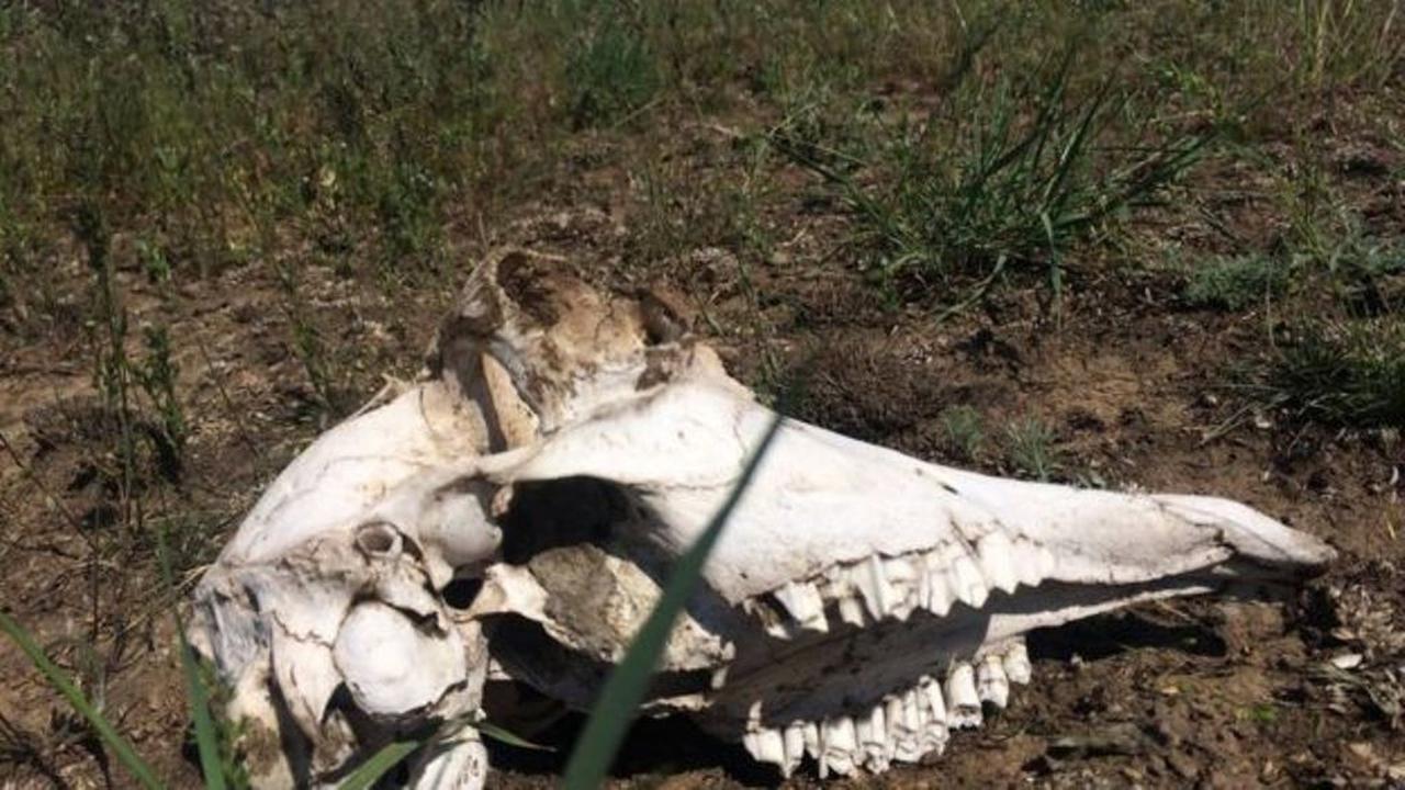 Terkuak, Misteri Kematian Massal 200 Ribu Antelop di Kazakhstan
