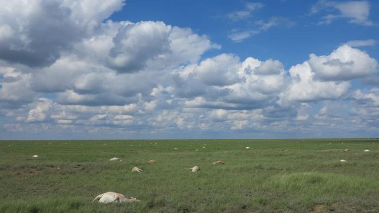 Terkuak, Misteri Kematian Massal 200 Ribu Antelop di Kazakhstan