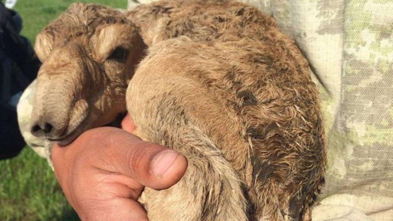 Terkuak, Misteri Kematian Massal 200 Ribu Antelop di Kazakhstan