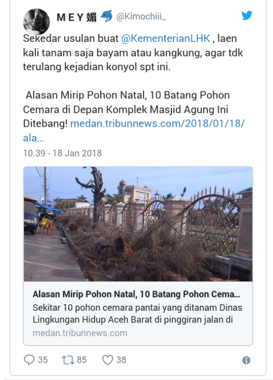 Penebangan Pohon Cemara di Depan Masjid Agung Meulaboh, Karena 'Ketakutan'?