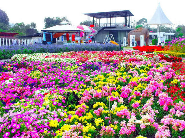 The Bloom, Sisi Lain Thailand yang Cantik di Khao Yai