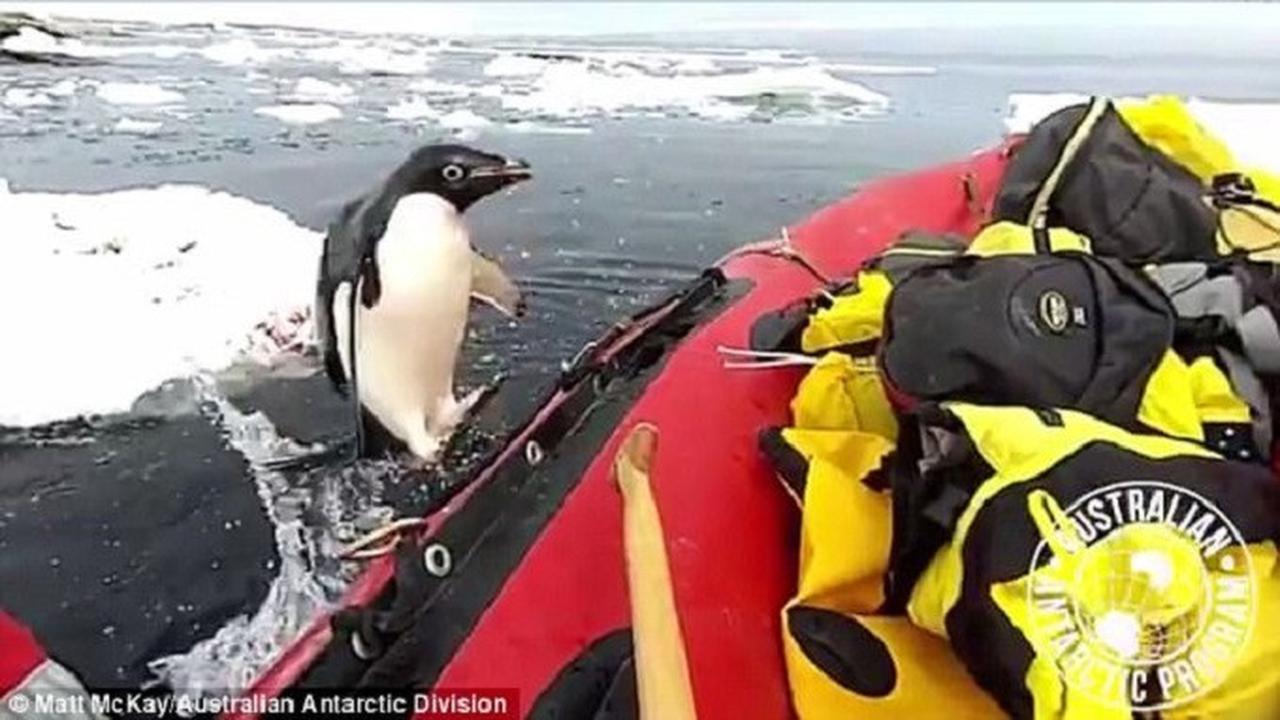 Karena Penasaran Dengan Manusia, Penguin Ini Tiba-Tiba Lompat ke Atas Kapal