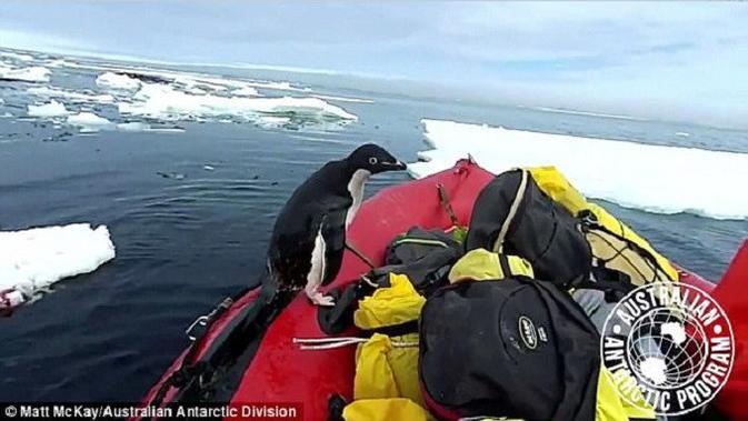 Karena Penasaran Dengan Manusia, Penguin Ini Tiba-Tiba Lompat ke Atas Kapal