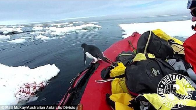 Karena Penasaran Dengan Manusia, Penguin Ini Tiba-Tiba Lompat ke Atas Kapal