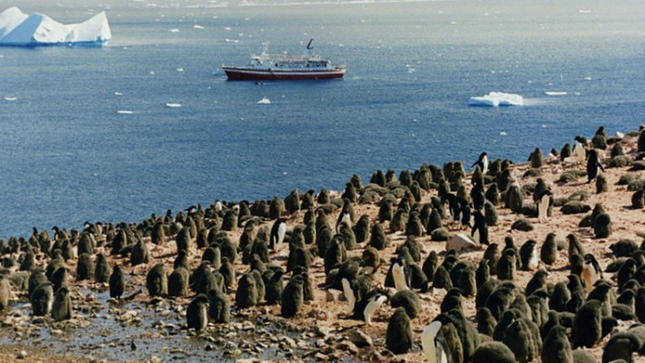 Karena Penasaran Dengan Manusia, Penguin Ini Tiba-Tiba Lompat ke Atas Kapal