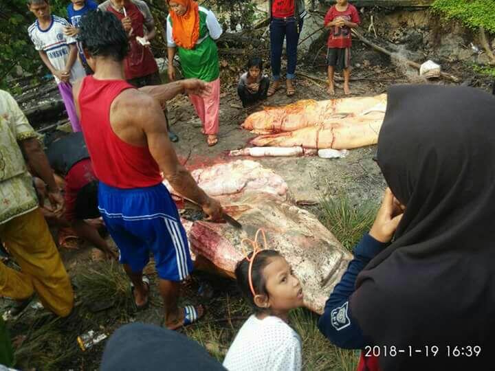 Warga Bingung Dapat Ikan Hiu Gergaji Berbobot 1 Ton