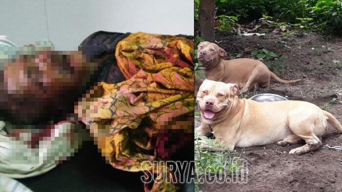 Dua Anjing Pitbull yang Tewaskan Pencari Kayu di Kediri Ternyata Sengaja Dilepas