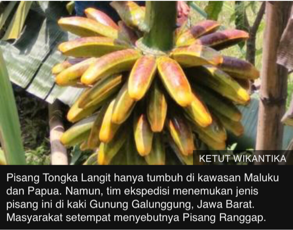 Inikah pisang 'tersehat' dan misterius di Indonesia?