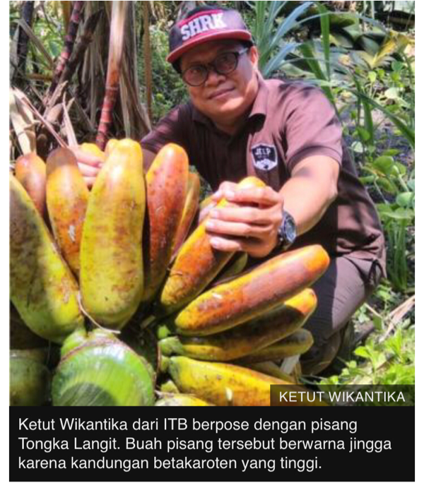 Inikah pisang 'tersehat' dan misterius di Indonesia?