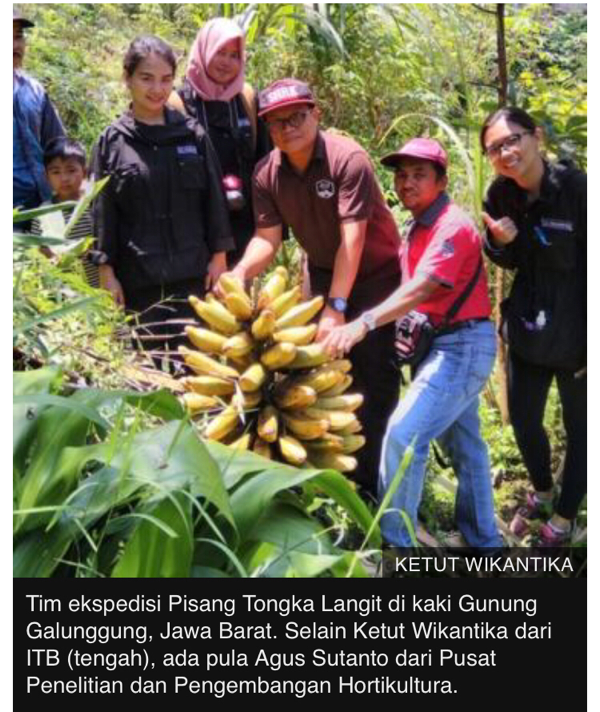 Inikah pisang 'tersehat' dan misterius di Indonesia?