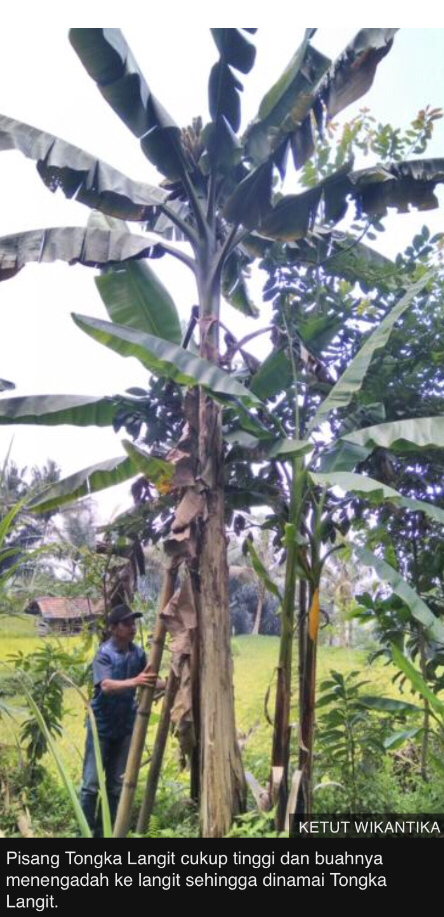 Inikah pisang 'tersehat' dan misterius di Indonesia?