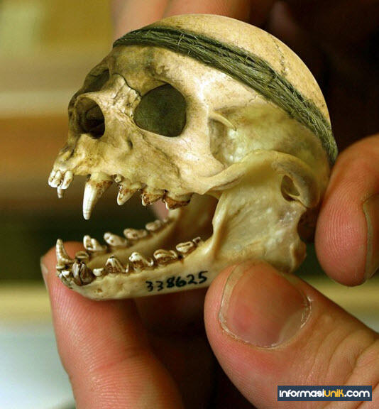 WAW !!! 10 Temuan Tengkorak yang menakjubkan dunia
