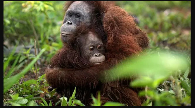 Fakta Penemuan Orangutan Tanpa Kepala !