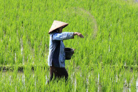 Petani Flores Timur Manfaatkan BUMDes untuk Distribusi