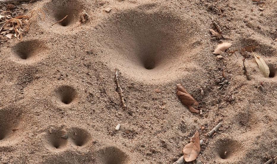 5 Permainan Masa Kecil Yang Identik Dengan Hewan
