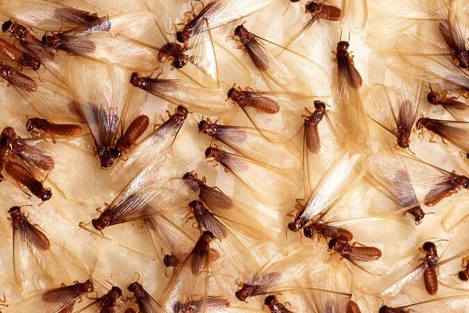 5 Permainan Masa Kecil Yang Identik Dengan Hewan