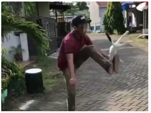 Viral Video Kucing Ditendang-tendang Bak Bola di Makassar