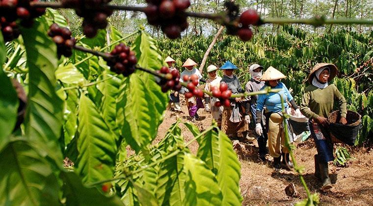 Kesederhanaan itu Bernama Kopi Tubruk