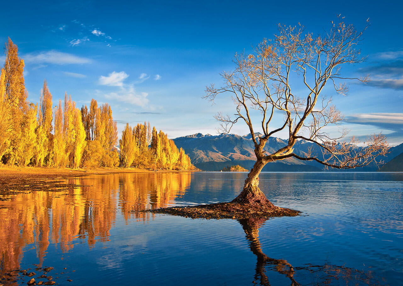 Akibat Turis Jaman Now, Pohon Legendaris di Newzealand Terancam Patah
