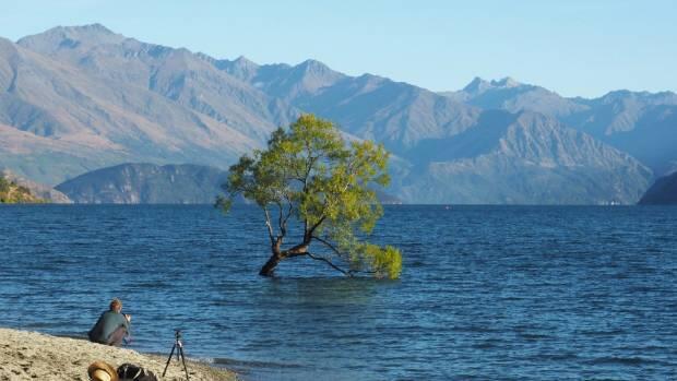 Akibat Turis Jaman Now, Pohon Legendaris di Newzealand Terancam Patah