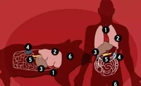 Sukses Kloning Monyet, Setelah Itu Cina Kloning Manusia?