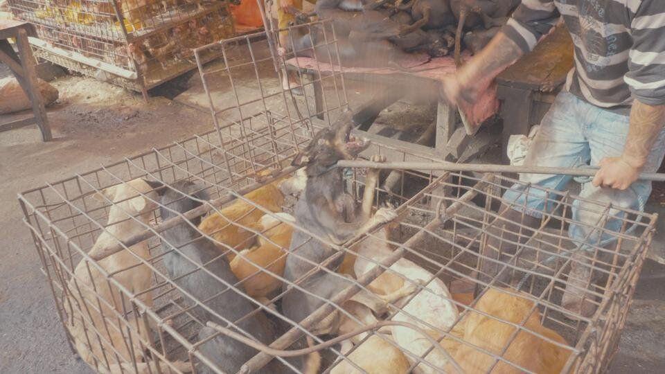Potret Pemakan Anjing Kucing Di Indonesia