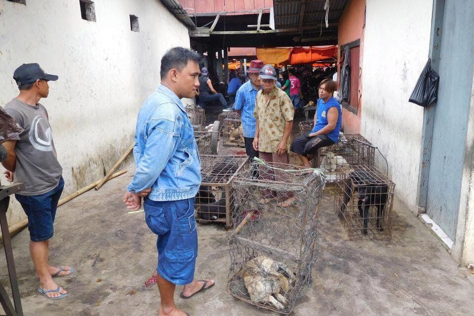 Potret Pemakan Anjing Kucing Di Indonesia