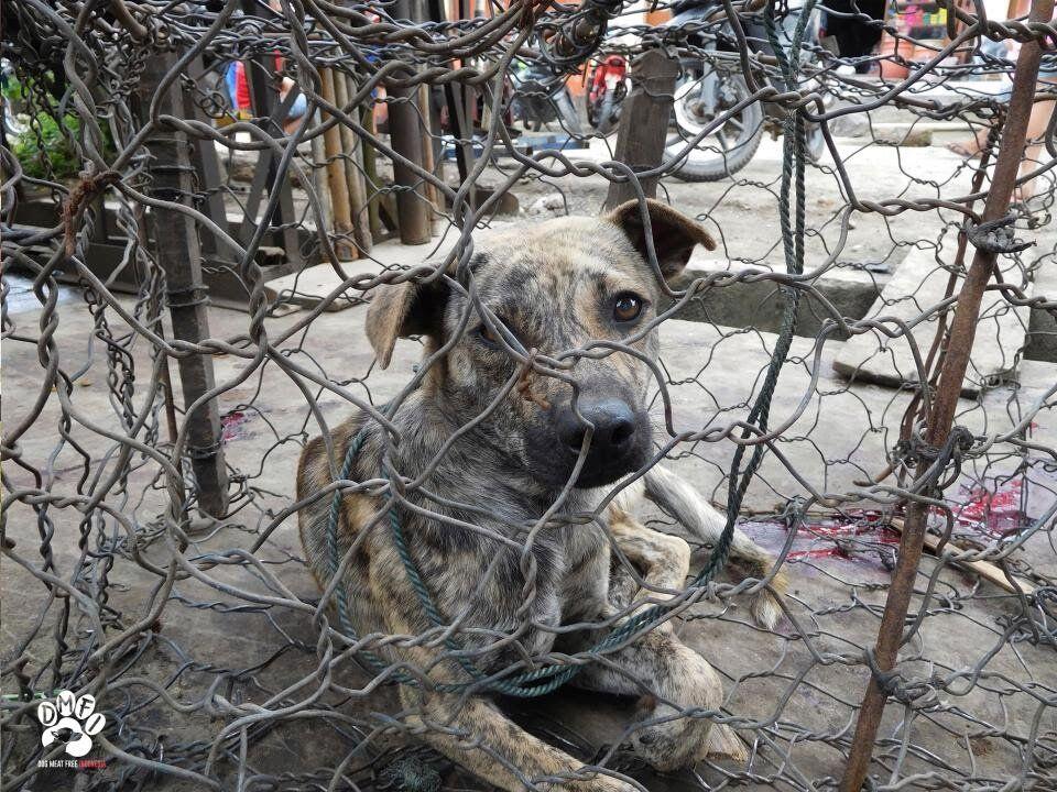 Potret Pemakan Anjing Kucing Di Indonesia