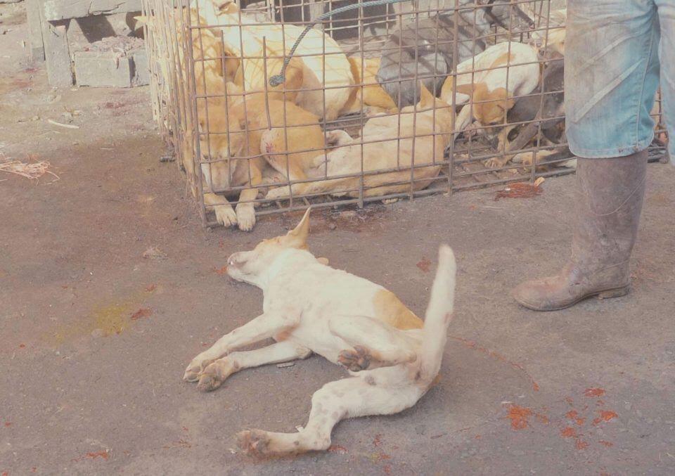 Potret Pemakan Anjing Kucing Di Indonesia