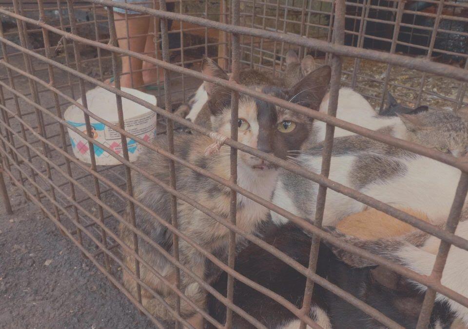 Potret Pemakan Anjing Kucing Di Indonesia