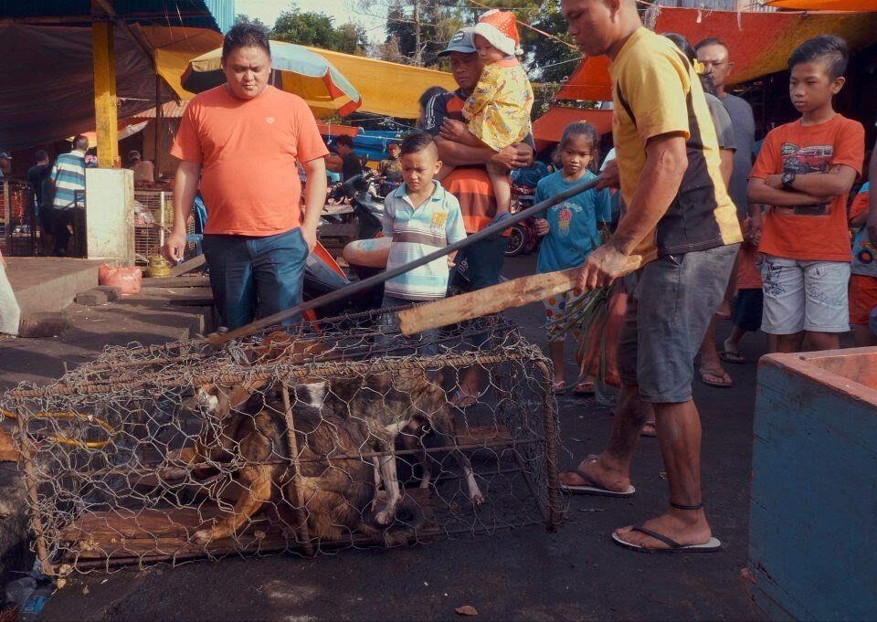 Potret Pemakan Anjing Kucing Di Indonesia