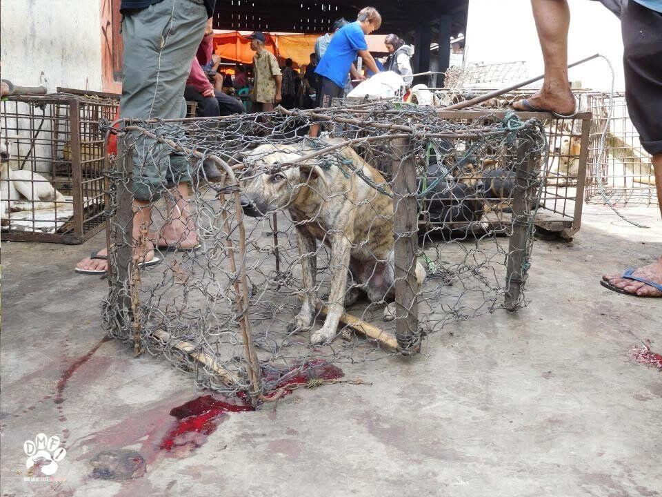 Potret Pemakan Anjing Kucing Di Indonesia