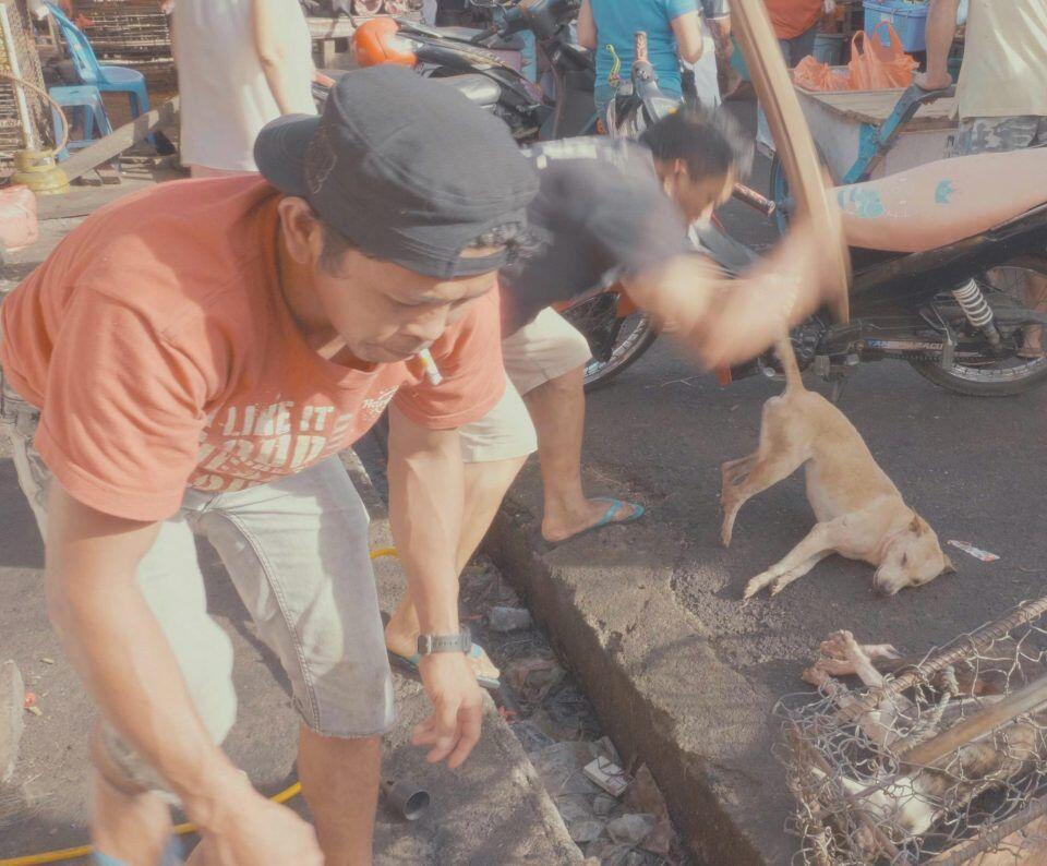 Potret Pemakan Anjing Kucing Di Indonesia