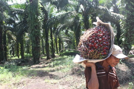 Greenpeace: Pemanfaatan Sawit Untuk Biofuel Tidak Tepat