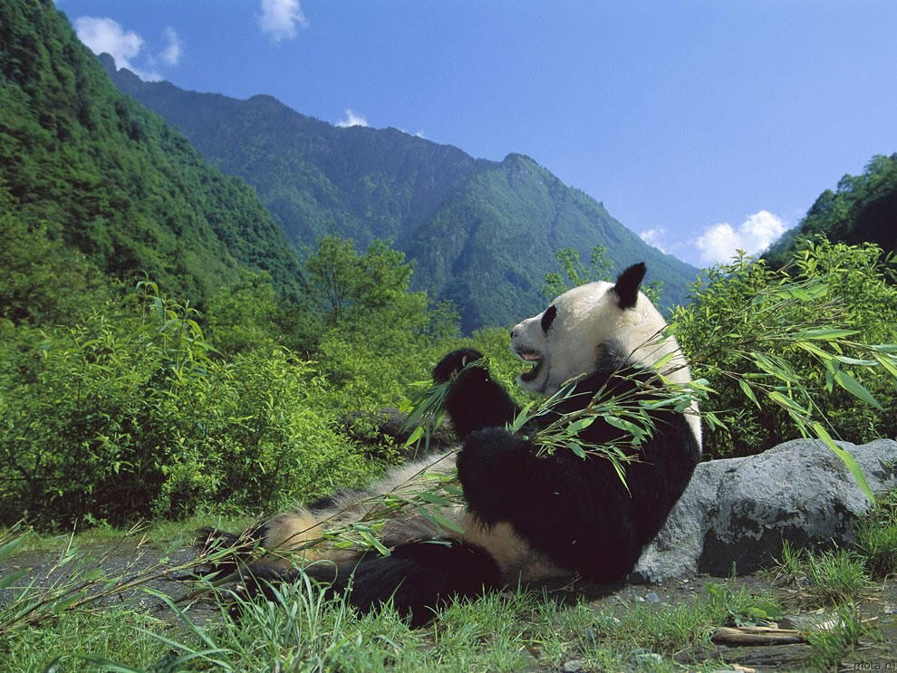 Lucu, Imut , menggemaskan, siapakah aku ? sebut saja Namaku Panda 
