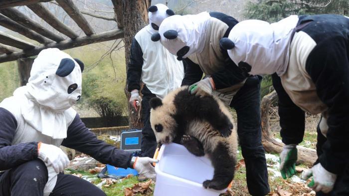 Lucu, Imut , menggemaskan, siapakah aku ? sebut saja Namaku Panda 