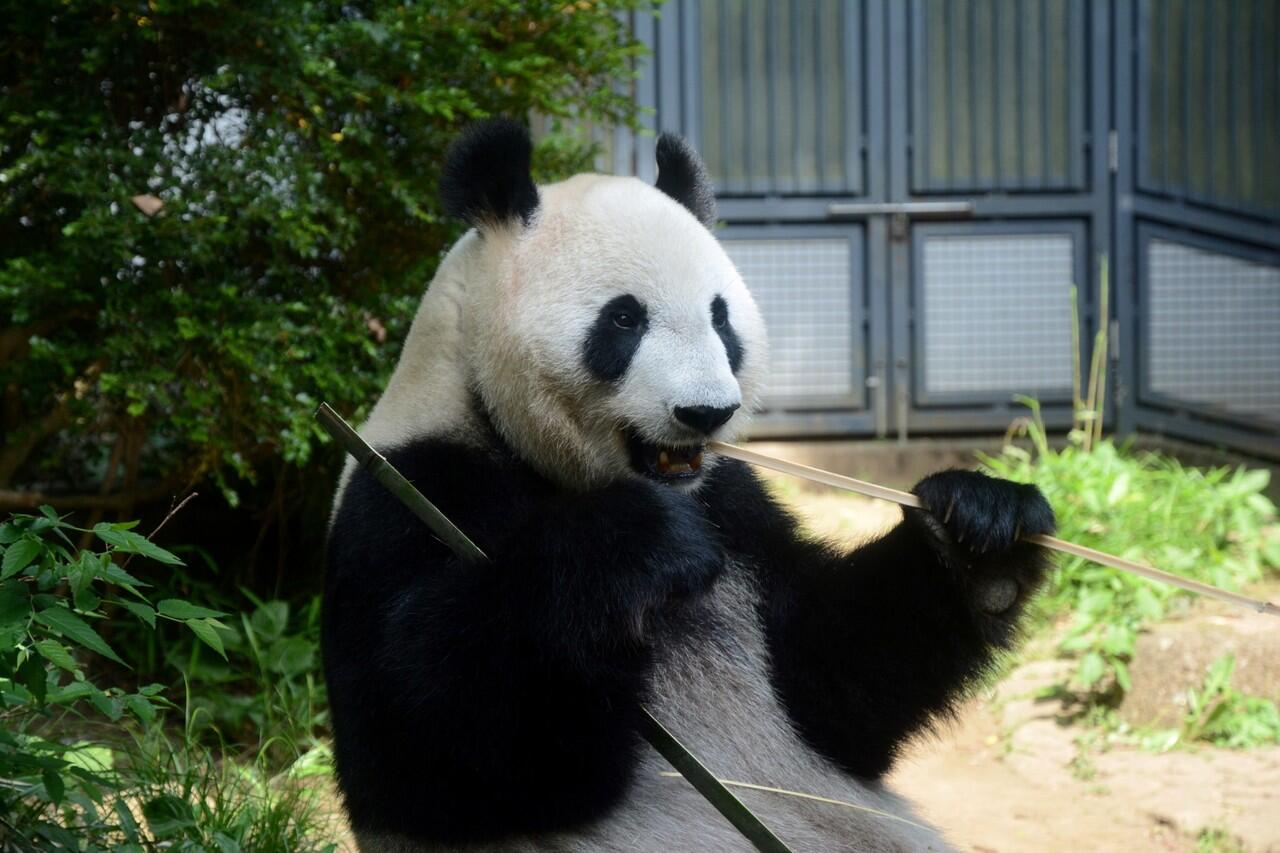 Lucu Imut Menggemaskan Siapakah Aku Sebut Saja Namaku Panda