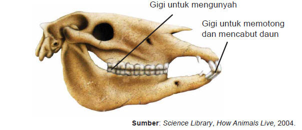 Lucu, Imut , menggemaskan, siapakah aku ? sebut saja Namaku Panda 