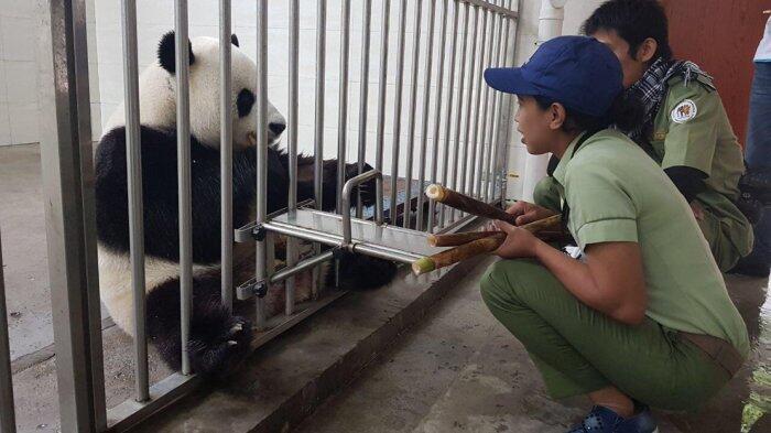 Lucu, Imut , menggemaskan, siapakah aku ? sebut saja Namaku Panda 