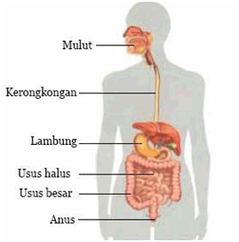 10 Manfaat Jeruk Nipis untuk Kesehatan