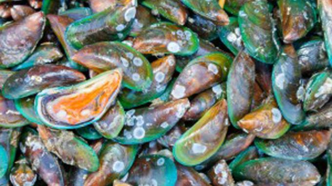 Keracunan Kerang Hijau, Warga Cirebon Muntah-muntah dan Kaki Tak Bisa Digerakkan