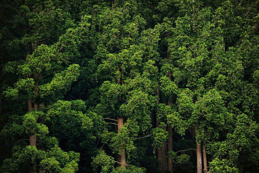 Dampak Pelestarian Hutan Melalui Kearifan Lokal