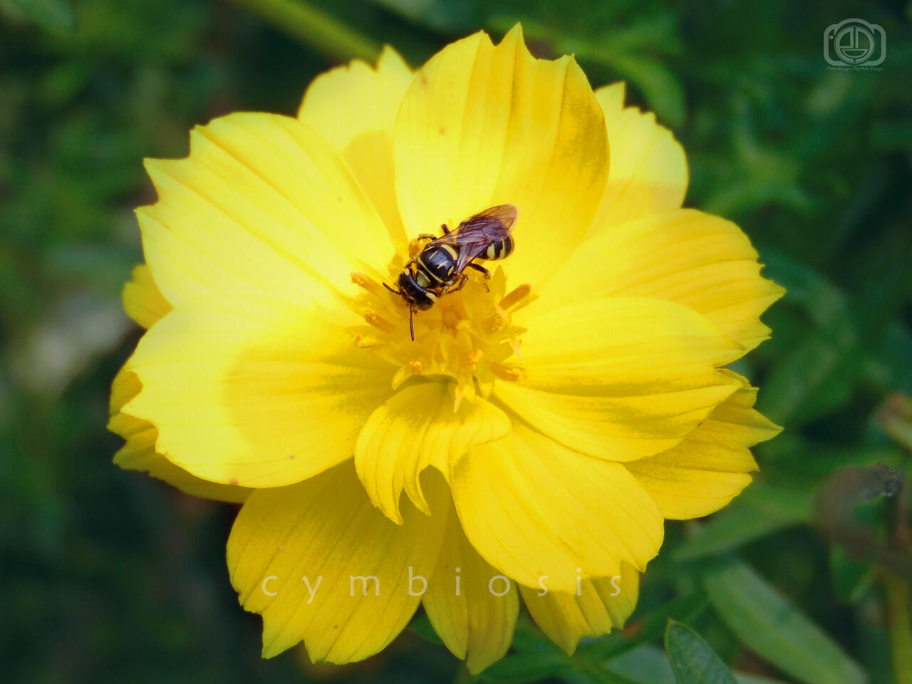 Hasil Foto kamera SONY DSC H-3OO