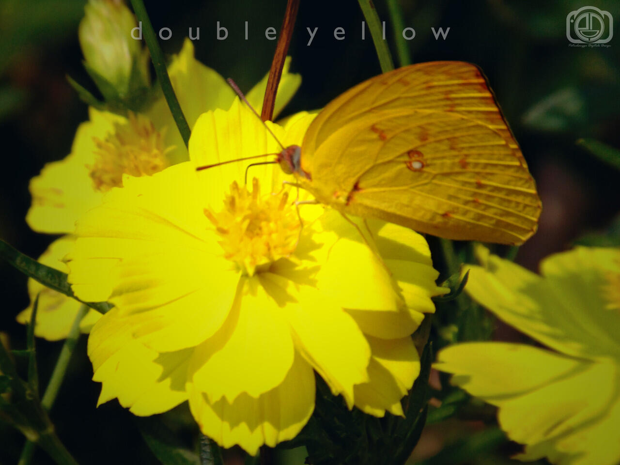 Hasil Foto kamera SONY DSC H-3OO