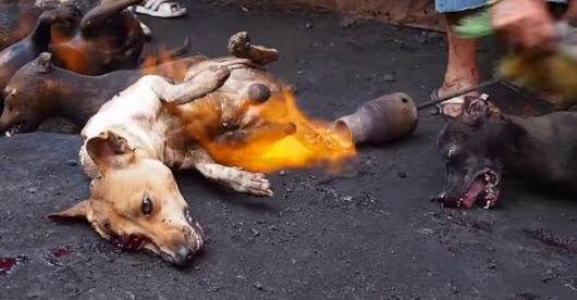 Viral Video Anjing Dipukul dan Dibakar di Tomohon, Ini Reaksi Gubernur