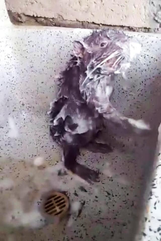 Viral! Video TIkus Yang Mandi Seperti Manusia