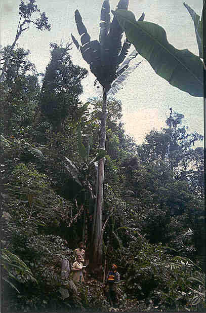 Pisang Raksasa Di Papua